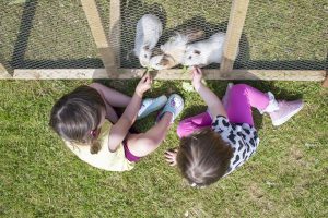 Family campsite in Cornwall, children's pet area